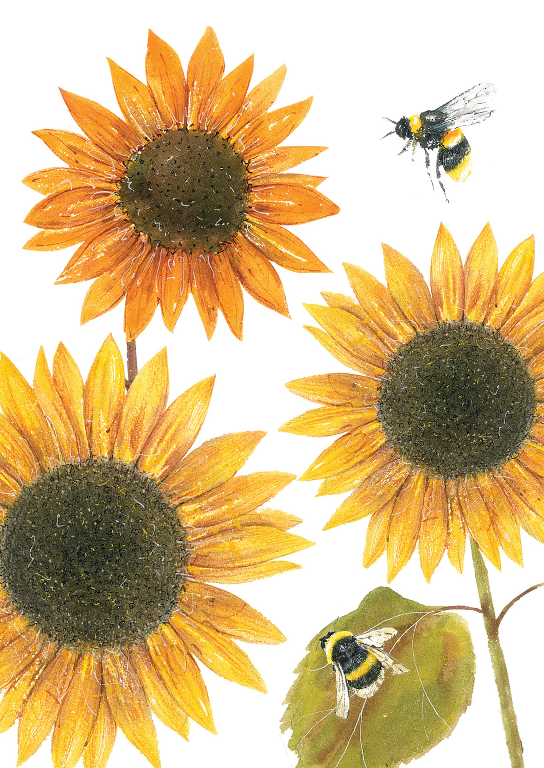otter-house-stationery-beautiful-blooms-notizkarten-12er-set image 3