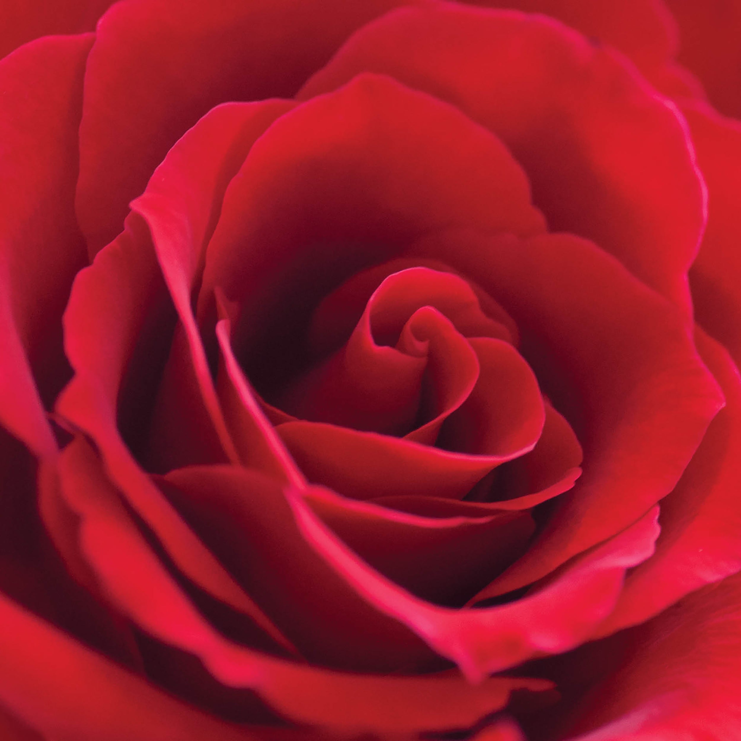 otter-house-puzzle-alex-sharp-floral-red-rose-grusskarte-rote-rose image 1