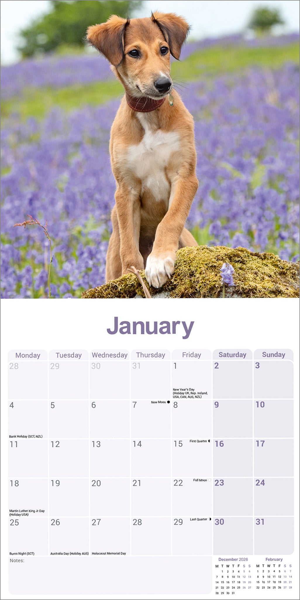 otter-house-lurcher-wall-calendar-2027-wandkalender-hunde image 3