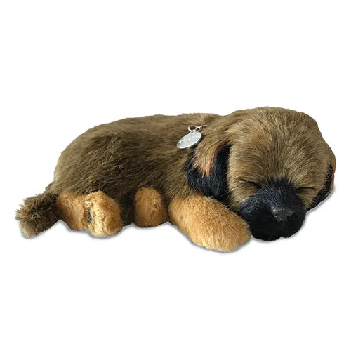 otter-house-precious-petzzz-pl-schtier-border-terrier image 1