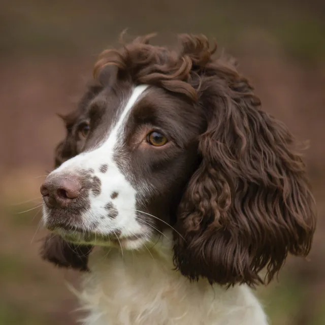 otter-house-alex-sharp-dogs-springer-gru-karte-hundemotiv image 1