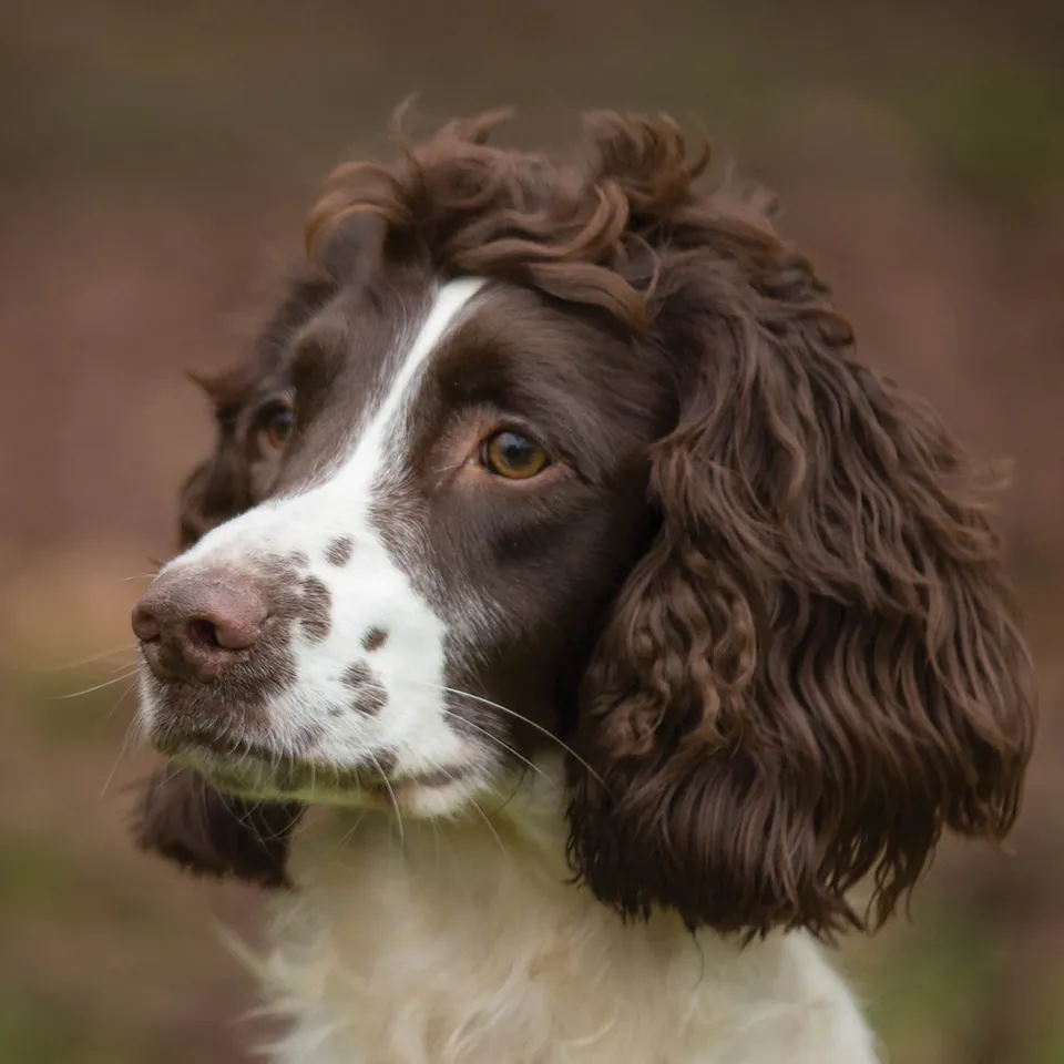 otter-house-alex-sharp-dogs-springer-gru-karte-hundemotiv image 1