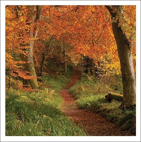 otter-house-snozzle-beech-path-gru-karte-tiermotiv image 1