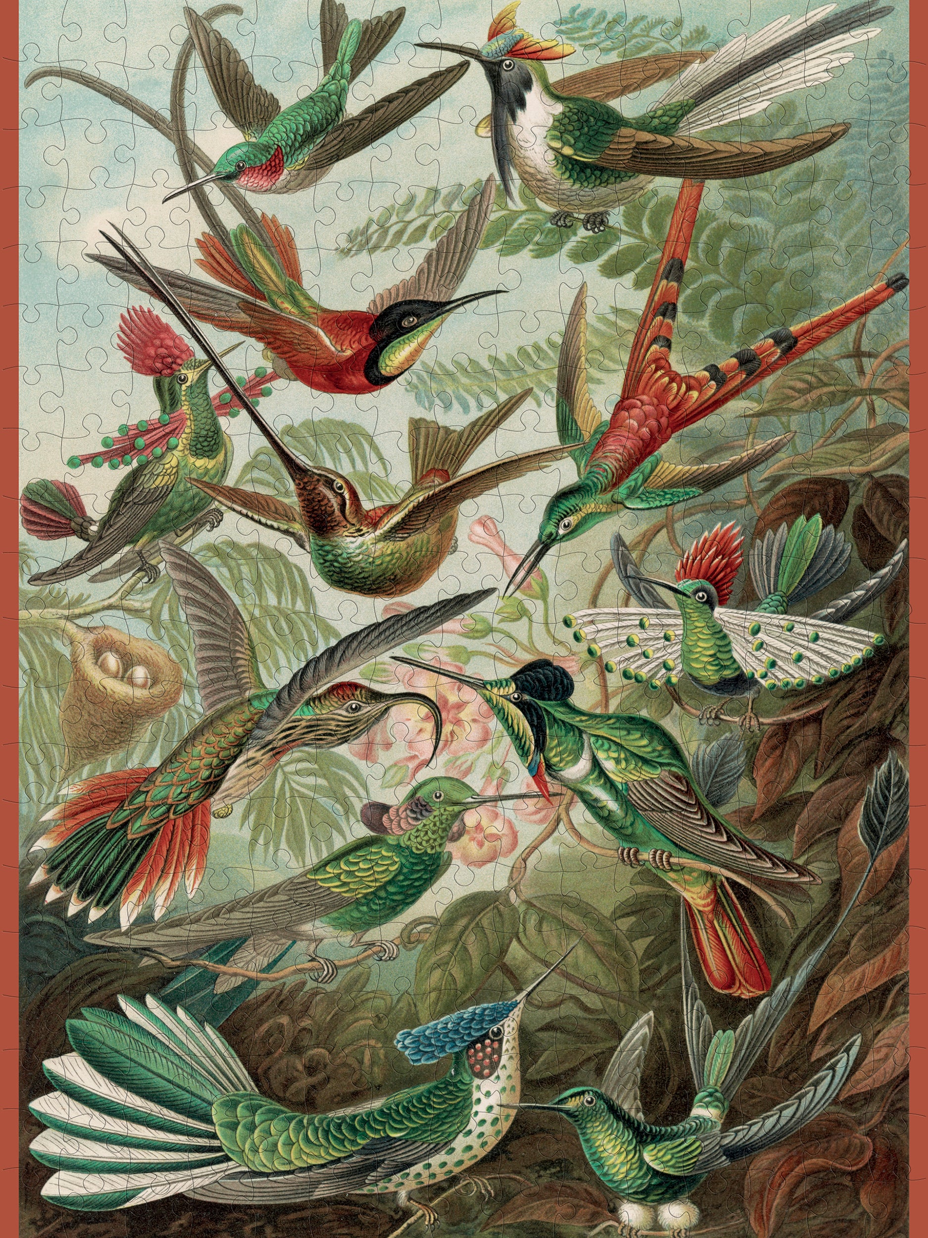 pomegranate-ernst-haeckel-kolibris-puzzle-300-teile-v-gel image 2