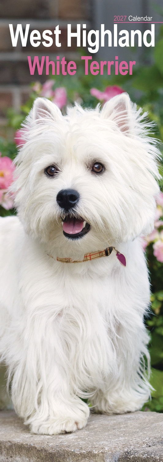 otter-house-west-highland-white-terrier-slim-kalender-2027-hunde image 1