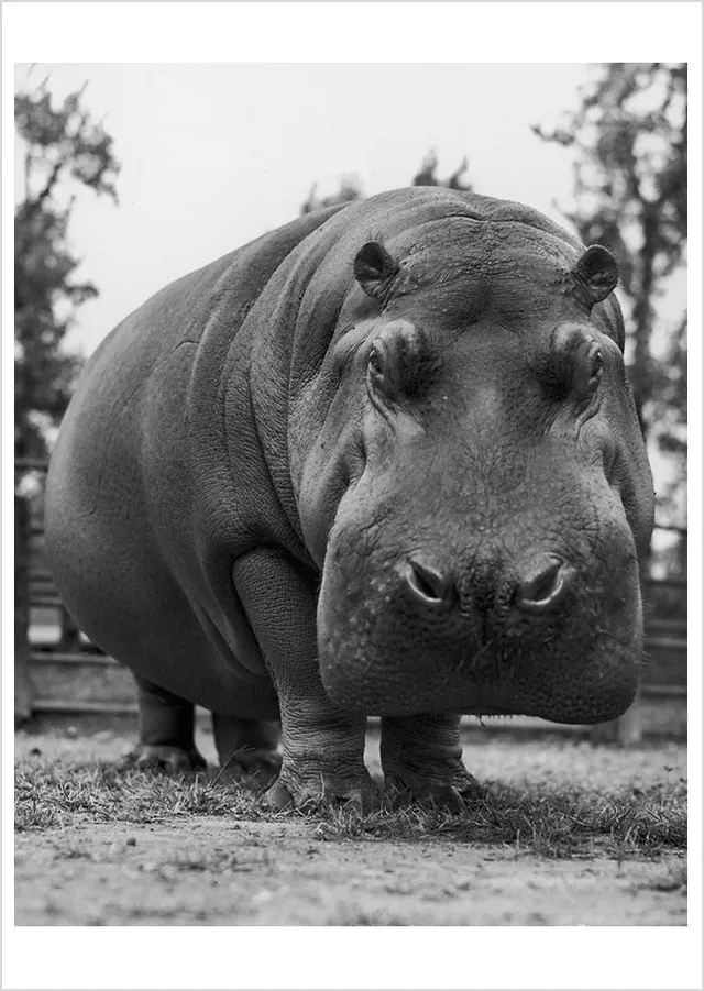 pomegranate-postcards-yard-hippo-postkarte-nilpferd-humor image 1
