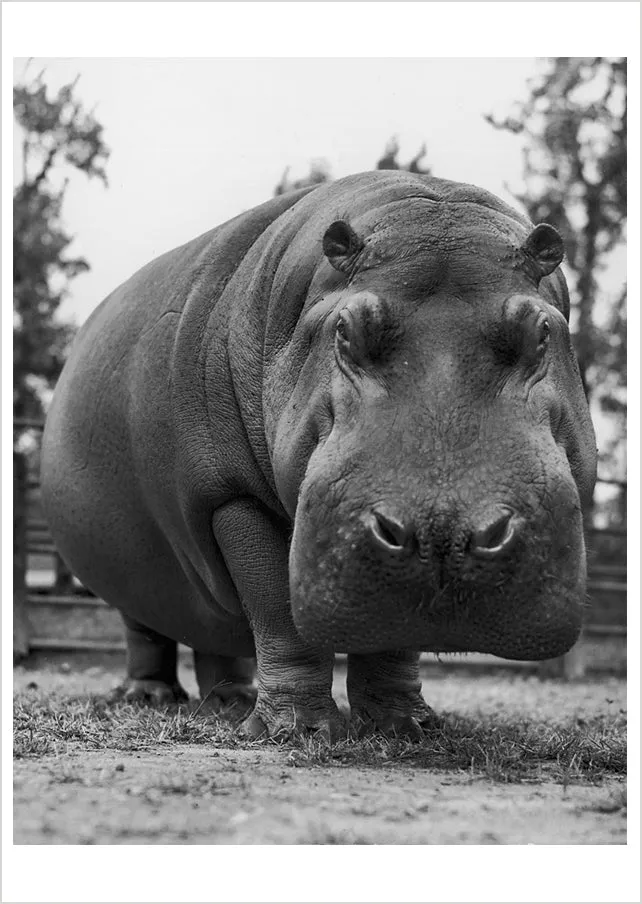 pomegranate-postcards-yard-hippo-postkarte-nilpferd-humor image 1