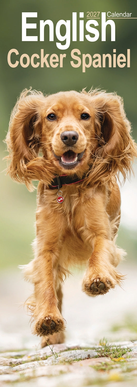 otter-house-english-cocker-spaniel-slim-kalender-2027-hunde image 1
