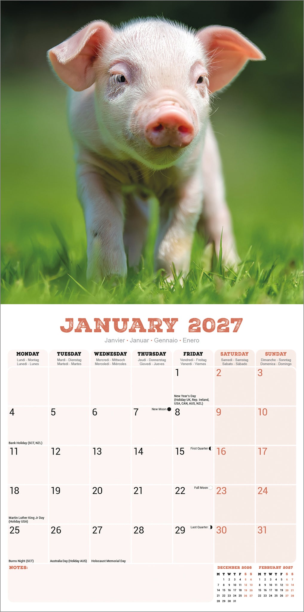 otter-house-pigs-wandkalender-2027-schweine-bilder image 3