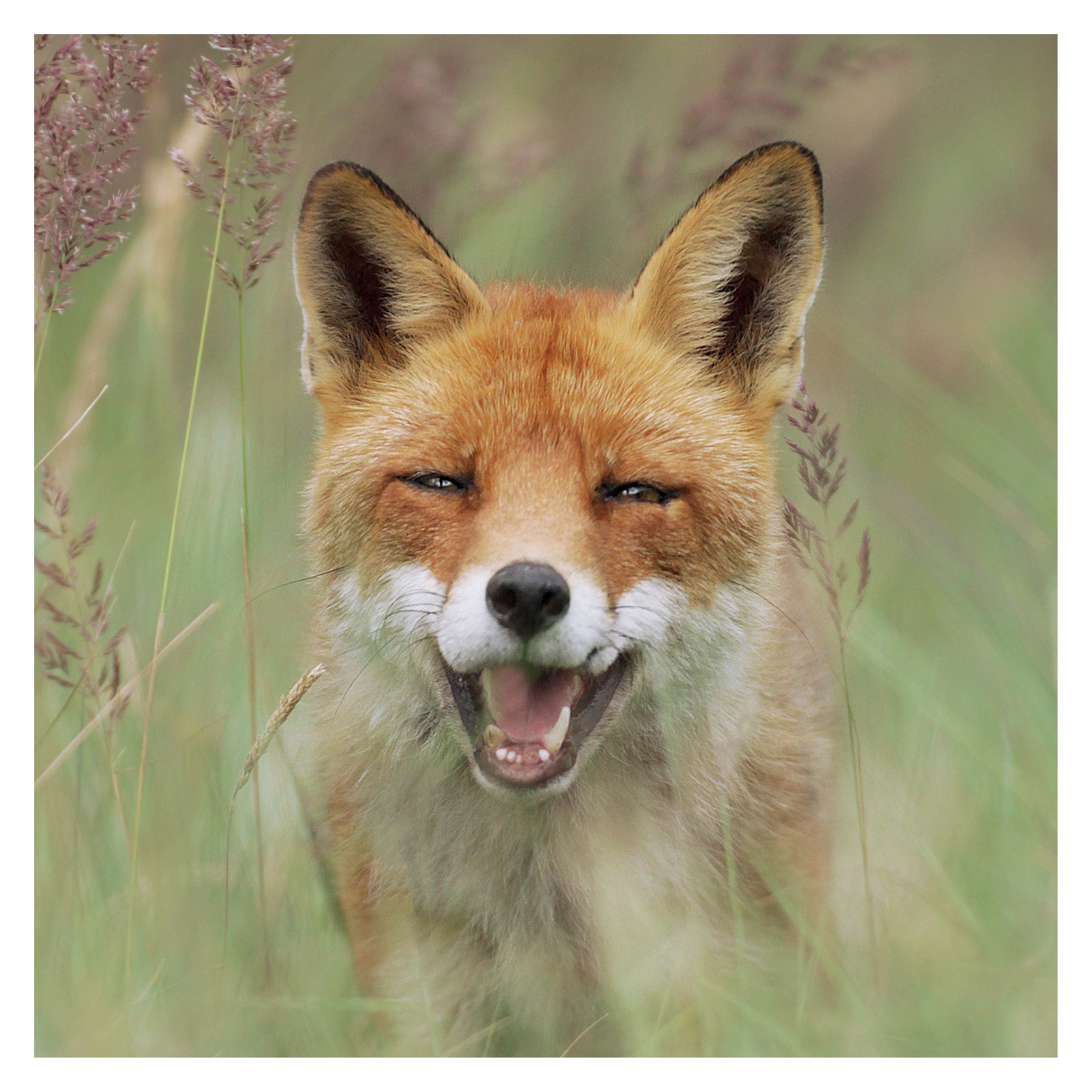 otter-house-jr-wildlife-fox-gru-karte-fuchs-foto image 1