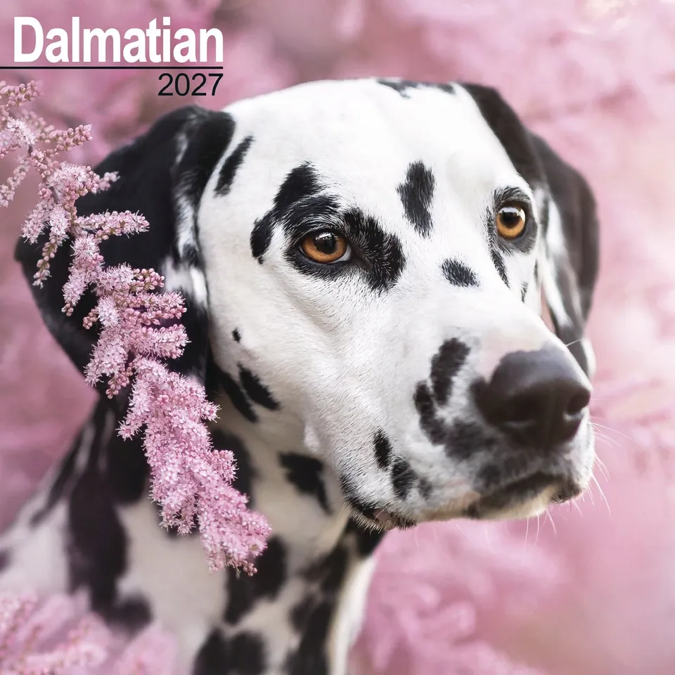 otter-house-dalmatian-wandkalender-2027-hunde image 1