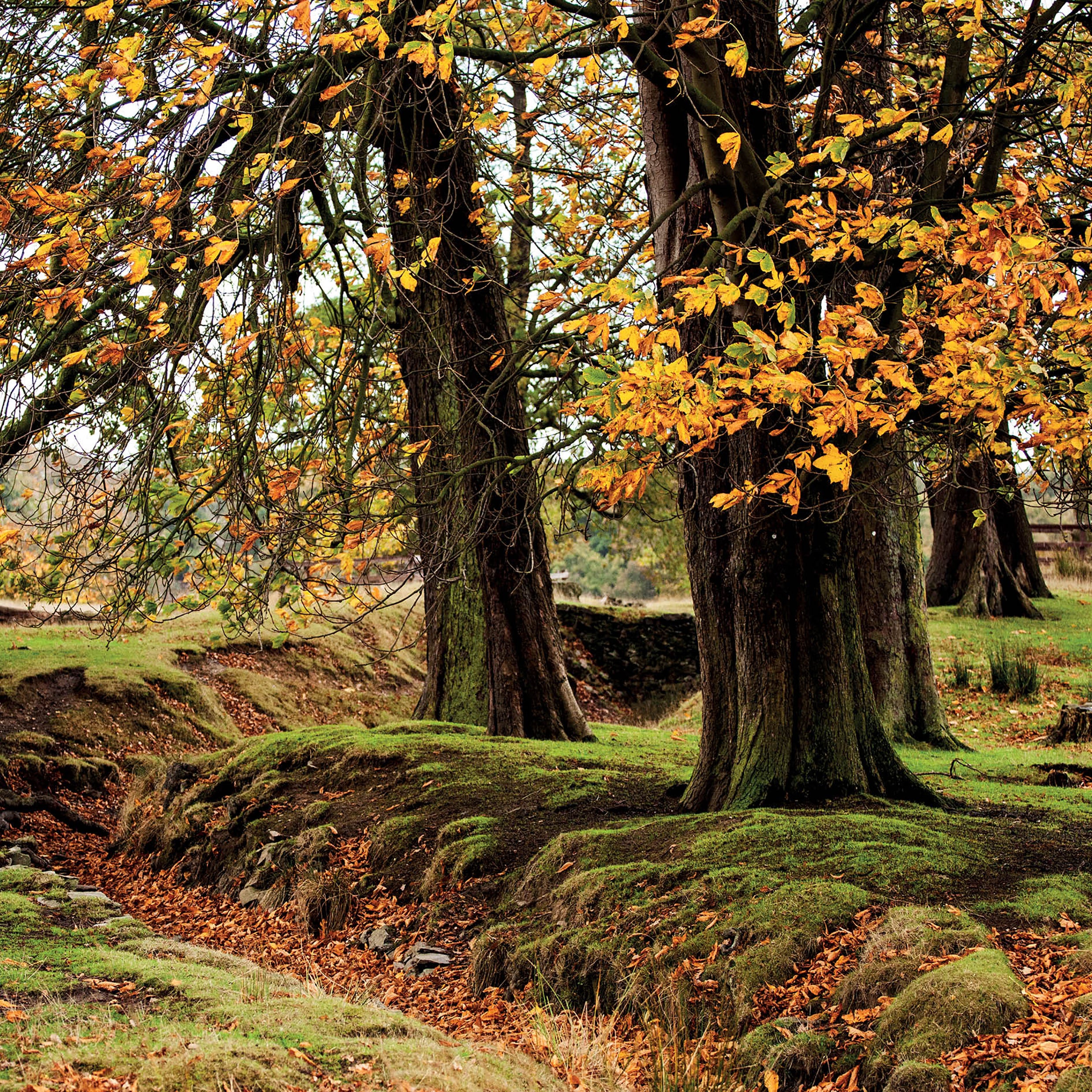 otter-house-alex-sharp-autumn-glory-gru-karte-herbst-wald image 1