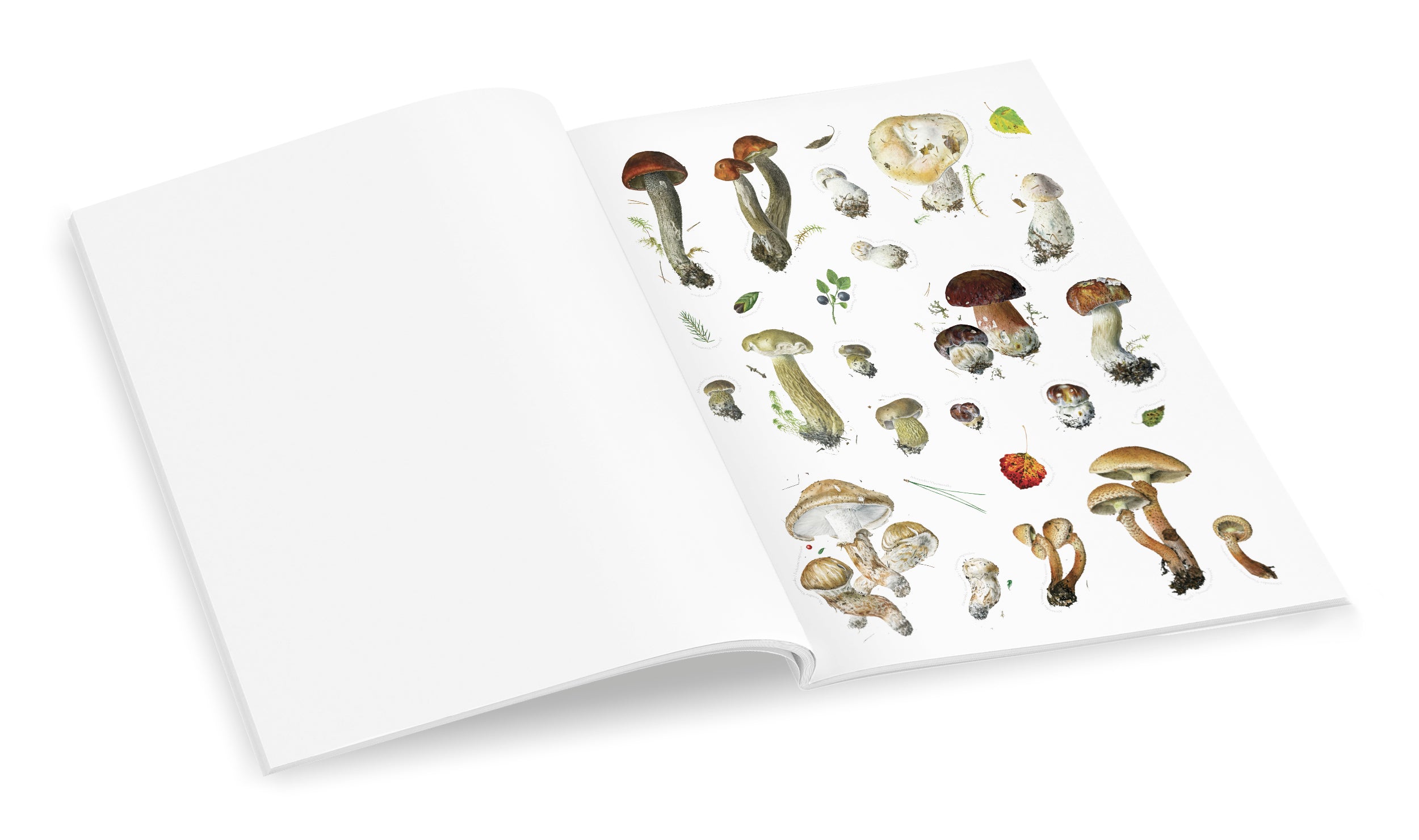 pomegranate-viazmensky-pilze-stickerbuch-48-aufkleber image 3