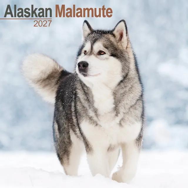 otter-house-calendars-alaskan-malamute-wandkalender-2027-hunde image 1