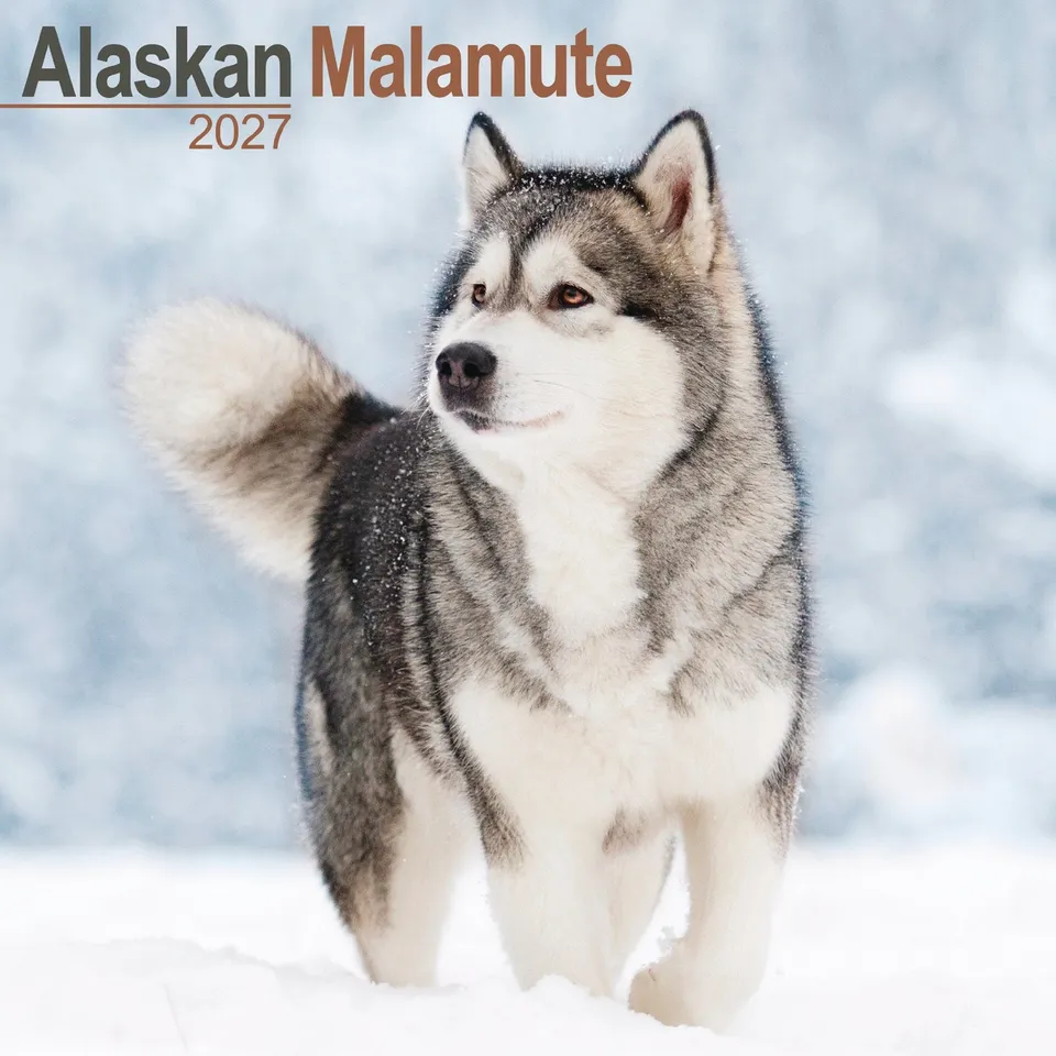 otter-house-calendars-alaskan-malamute-wandkalender-2027-hunde image 1