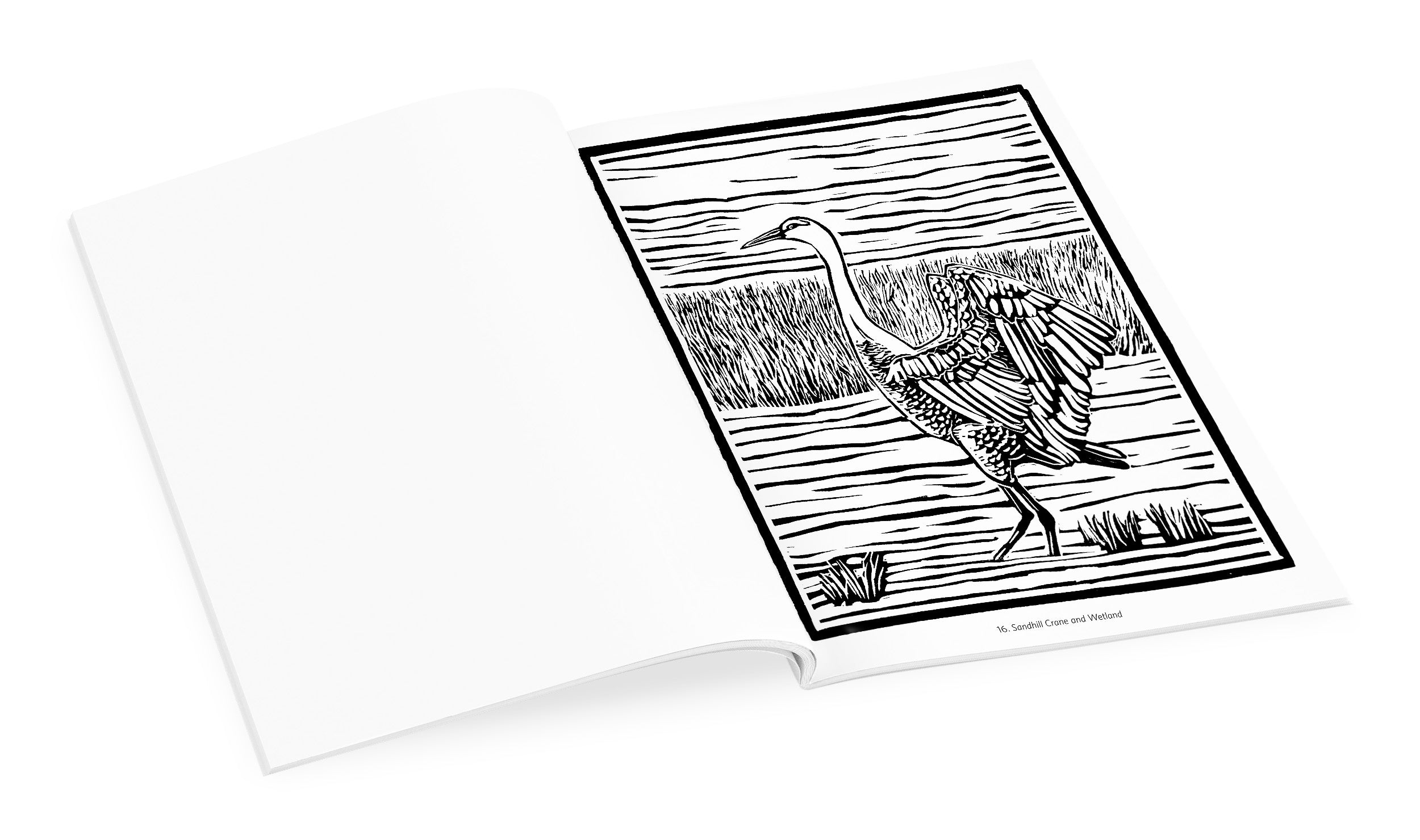 pomegranate-molly-hashimoto-birds-other-wildlife-malbuch-tiere image 5