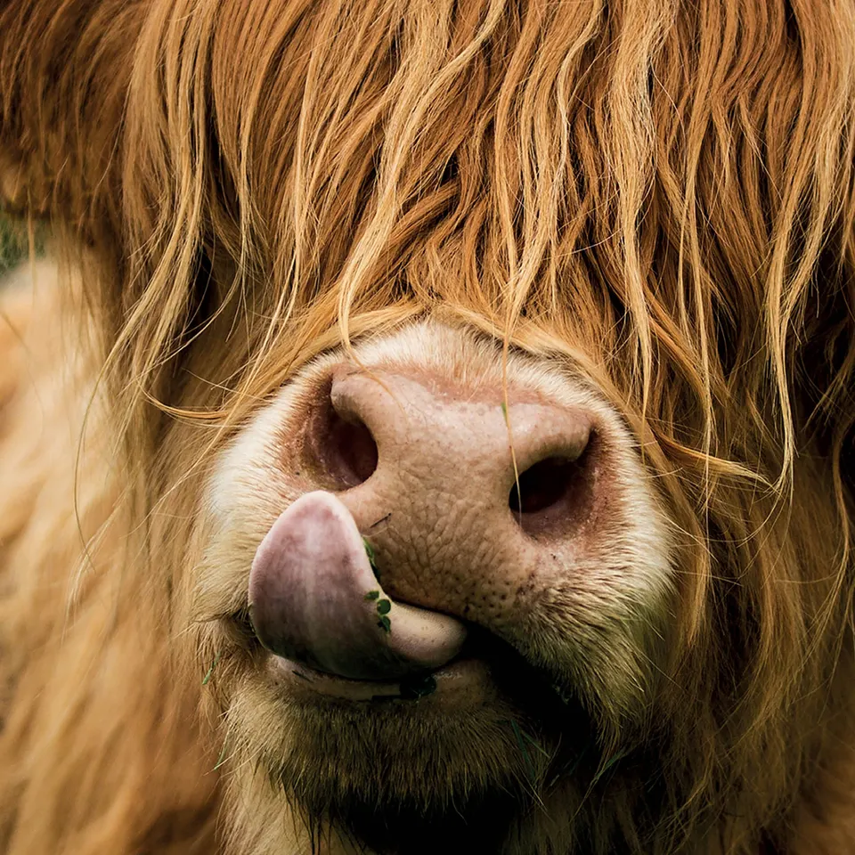 otter-house-alex-sharp-highland-cow-gru-karte-tier image 1