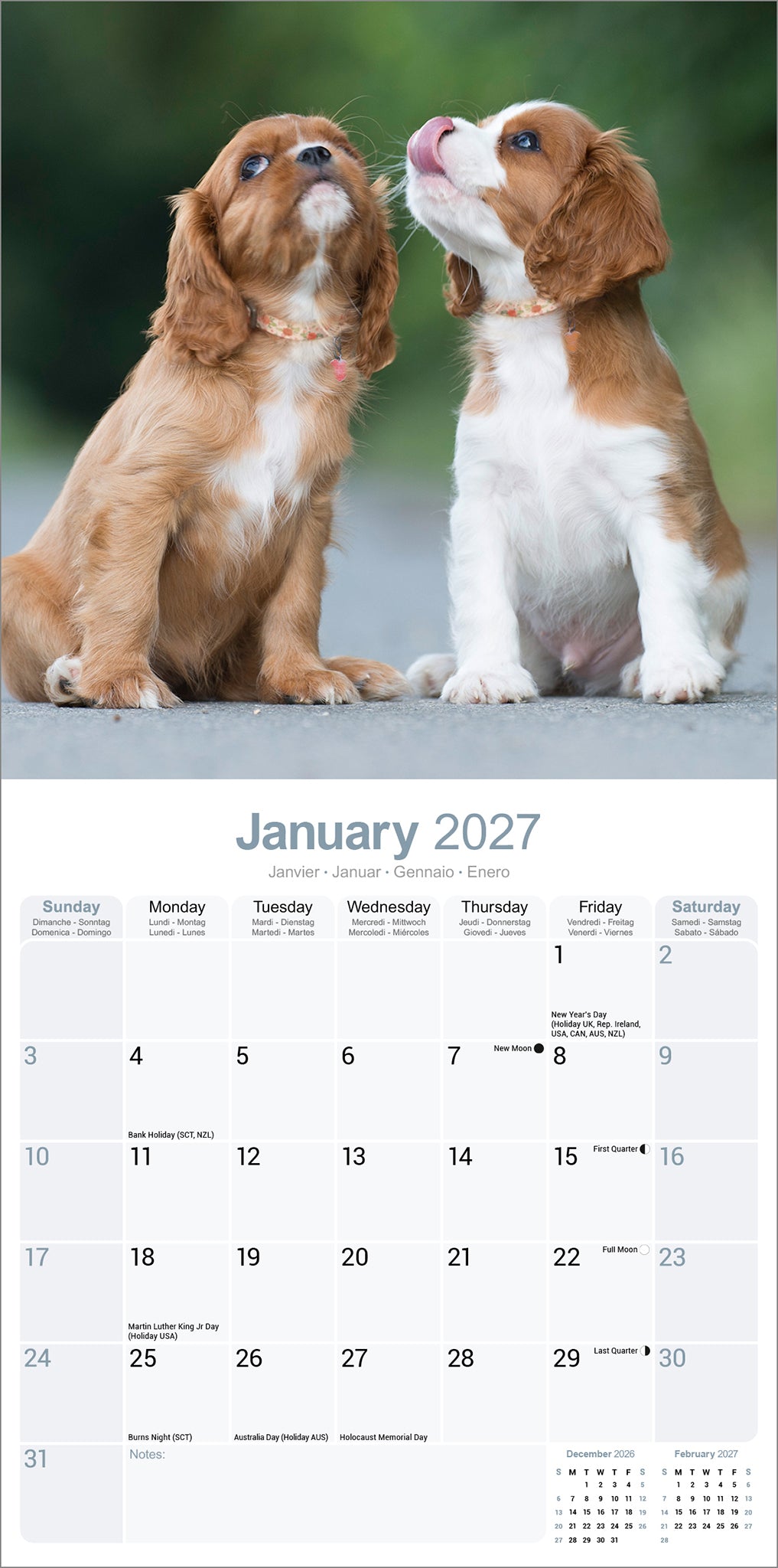 otter-house-cavalier-king-charles-wandkalender-2027-hunde image 3