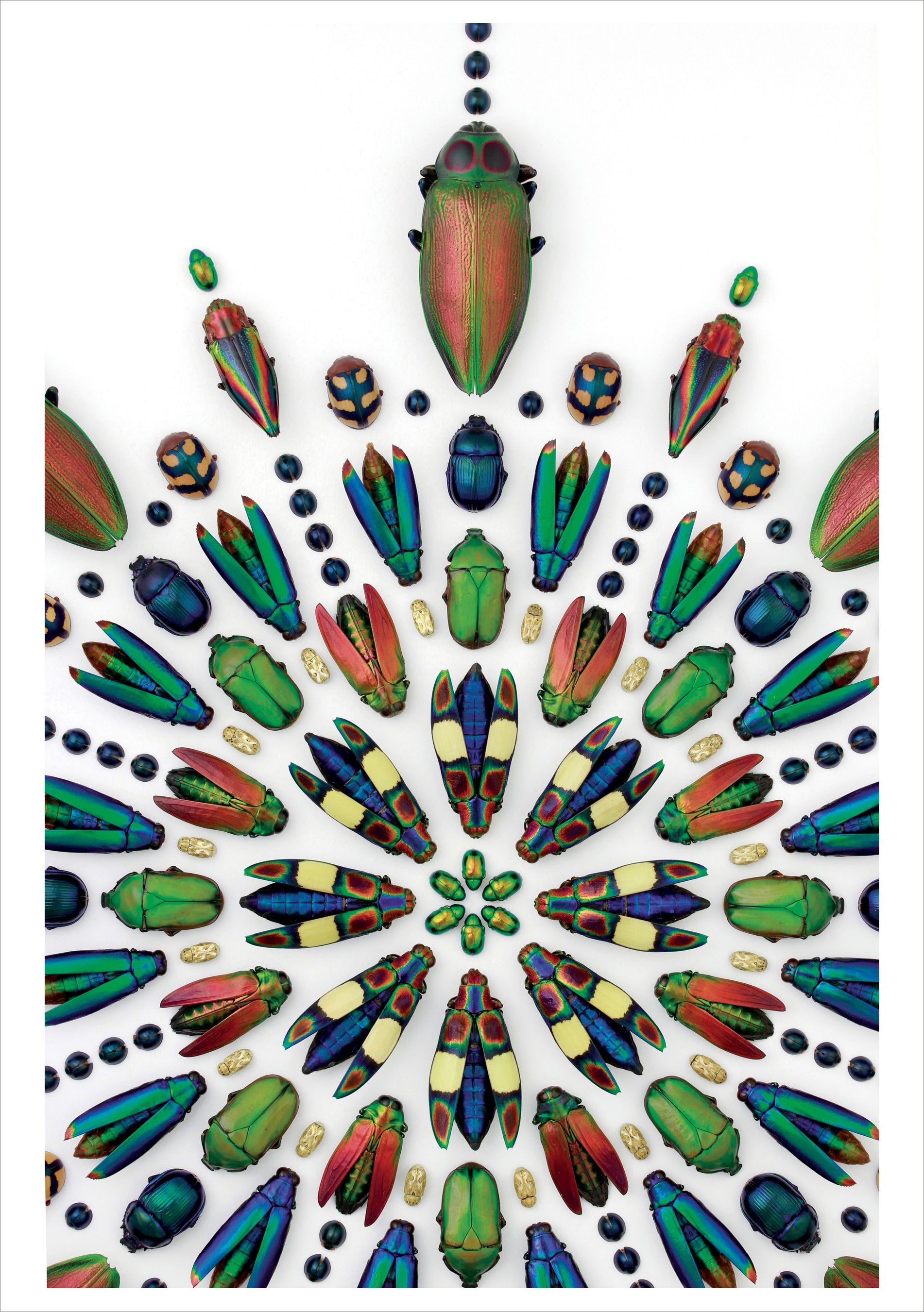 pomegranate-birthday-cards-marley-prism-geburtstagskarte-tiermotiv image 1