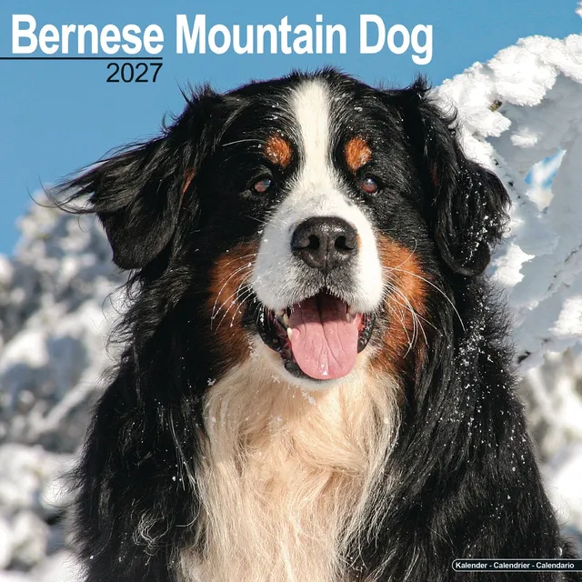 otter-house-berner-sennenhund-wandkalender-2027-hunde image 1