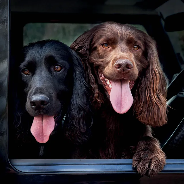 otter-house-alex-sharp-dogs-spaniels-gru-karte-hund image 1