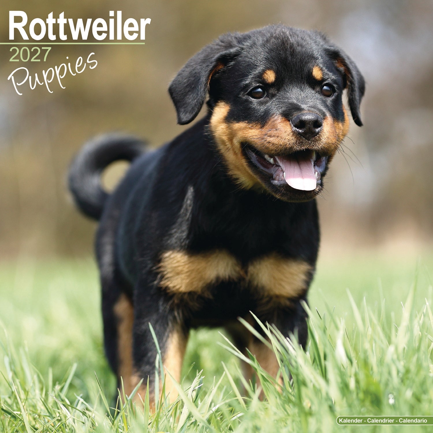 otter-house-rottweiler-puppies-wall-calendar-2027-hunde image 1