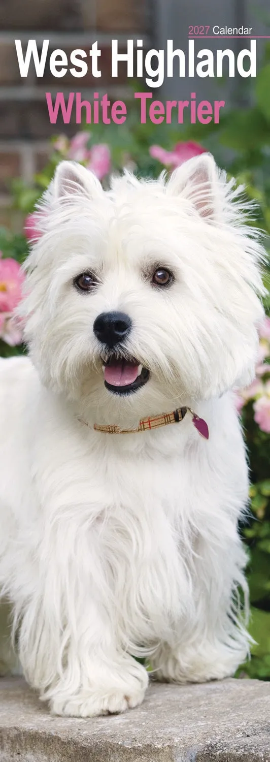 otter-house-west-highland-white-terrier-slim-kalender-2027-hunde image 1