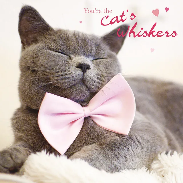 otter-house-cat-s-whiskers-jubil-umskarte-katzenmotiv-offen image 1