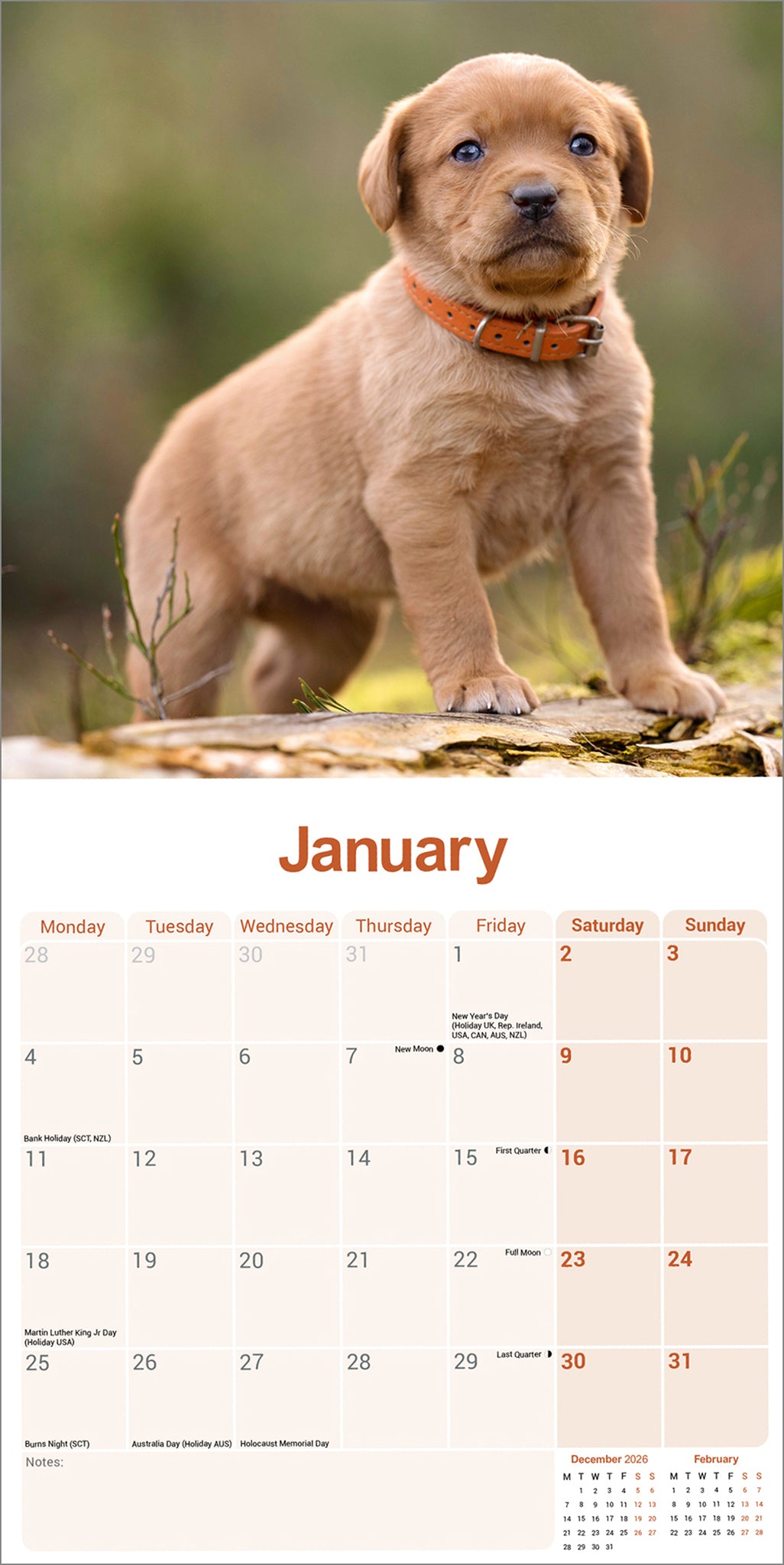 otter-house-labrador-retriever-fox-red-wandkalender-2027-hund image 3