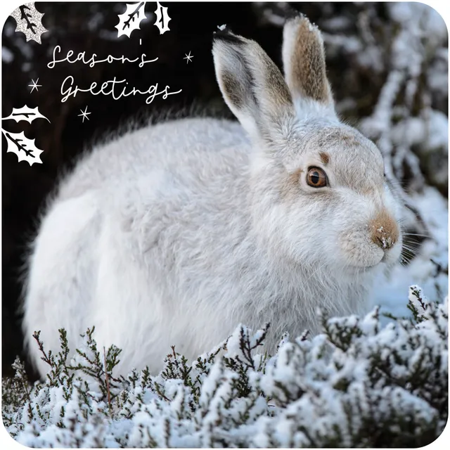 otter-house-rspb-winter-hares-weihnachtskarten-10-st-ck image 1