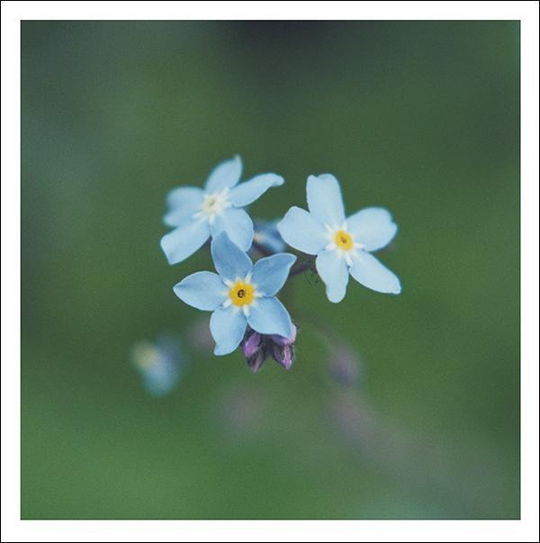 otter-house-snozzle-forget-me-nots-trauerkarte-vergissmeinnicht image 1