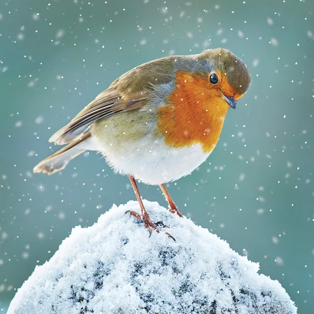 otter-house-christmas-robin-watching-weihnachtskarten-10er-pack image 1