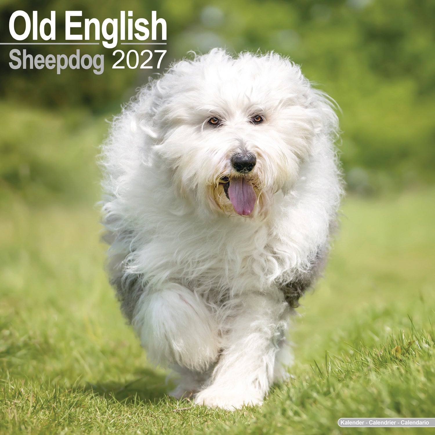 otter-house-calendars-old-english-sheepdog-wandkalender-2027-hunde image 1