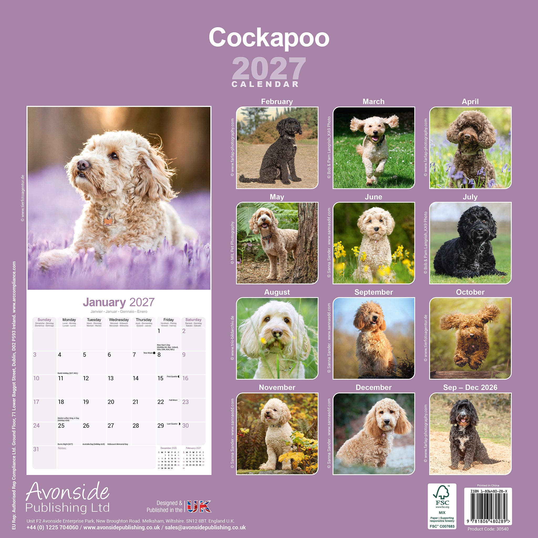 otter-house-cockapoo-wandkalender-2027-hunde image 2