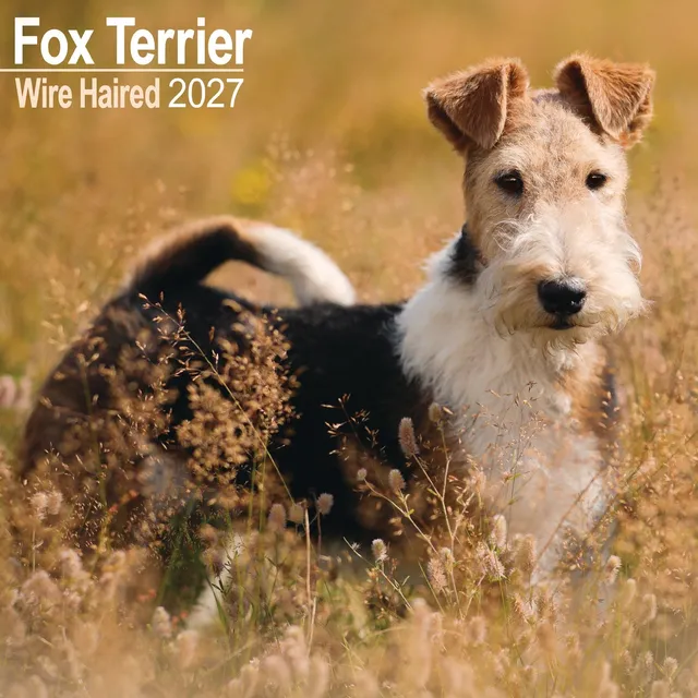otter-house-fox-terrier-wirehaired-wandkalender-2027-hunde image 1