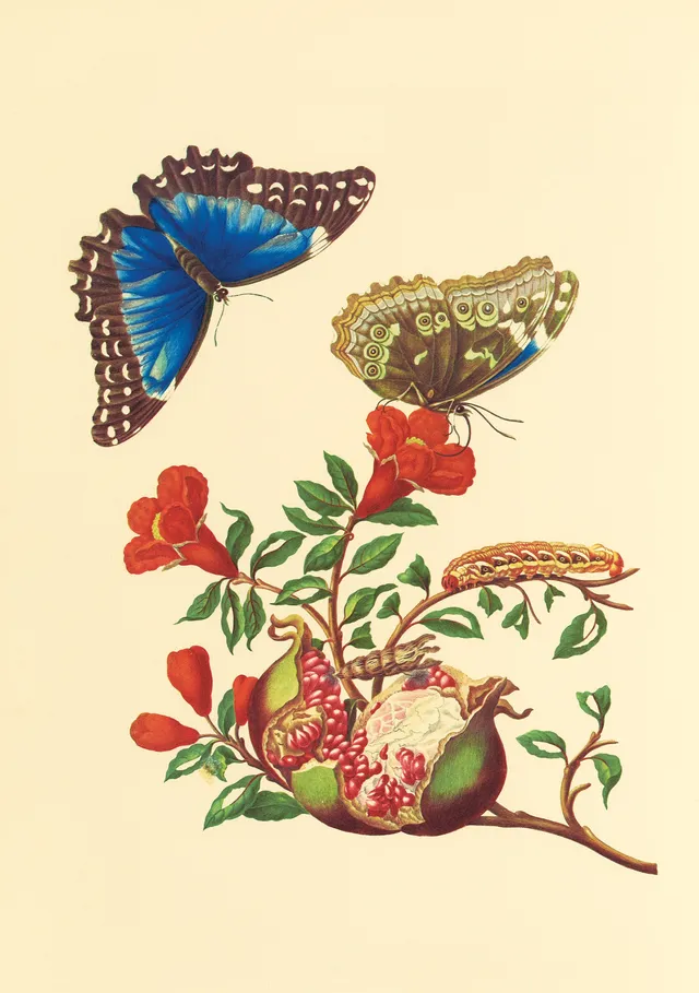 pomegranate-blank-notecards-merian-klappkarte-granatapfel-einzeln image 1