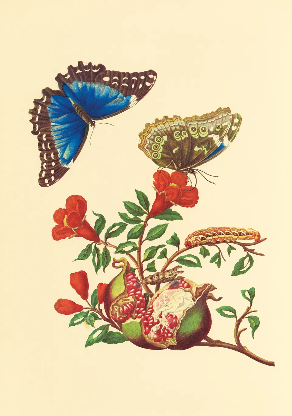 pomegranate-blank-notecards-merian-klappkarte-granatapfel-einzeln image 1