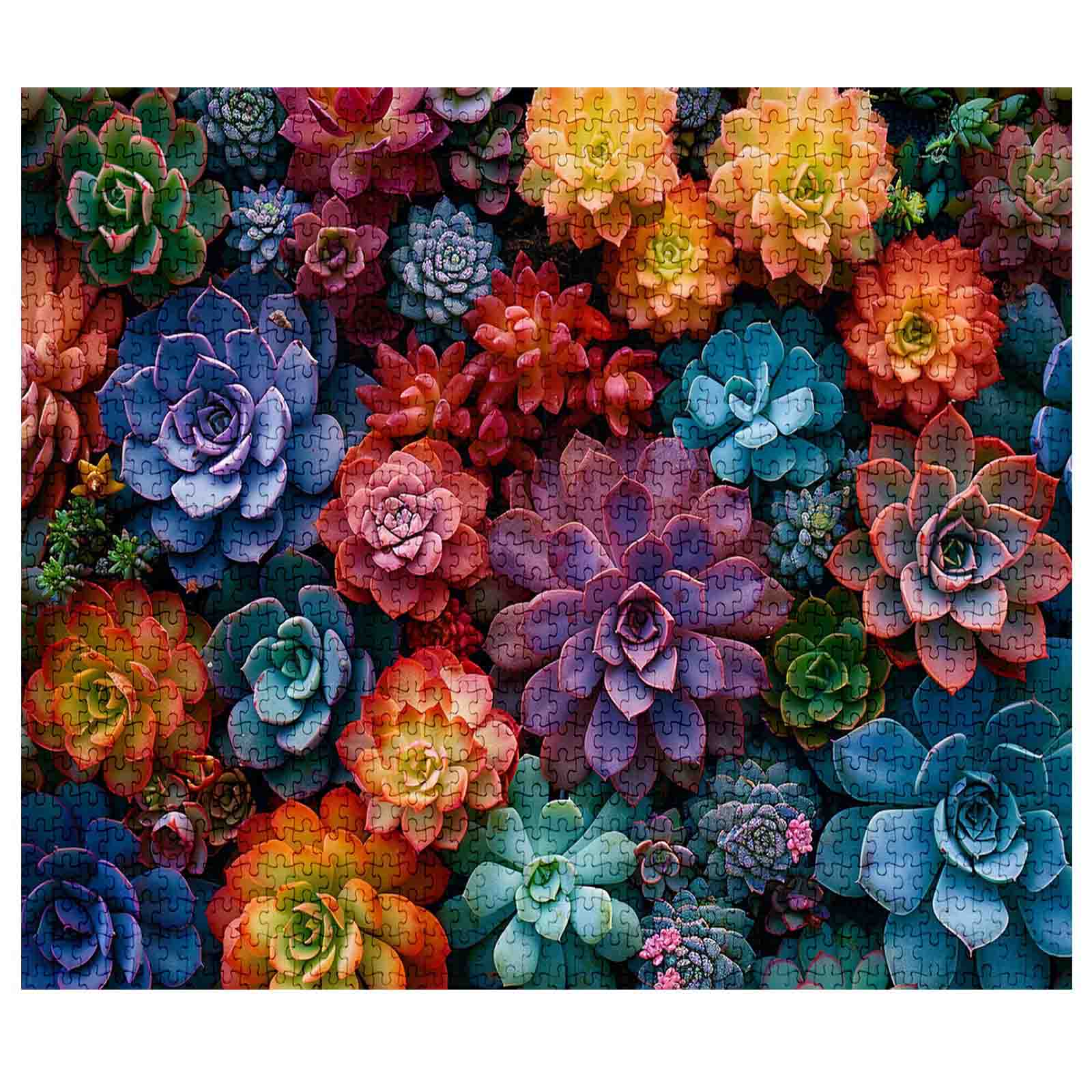 tucocoo-vibrant-succulents-puzzle-1000-teile-sukkulenten image 2