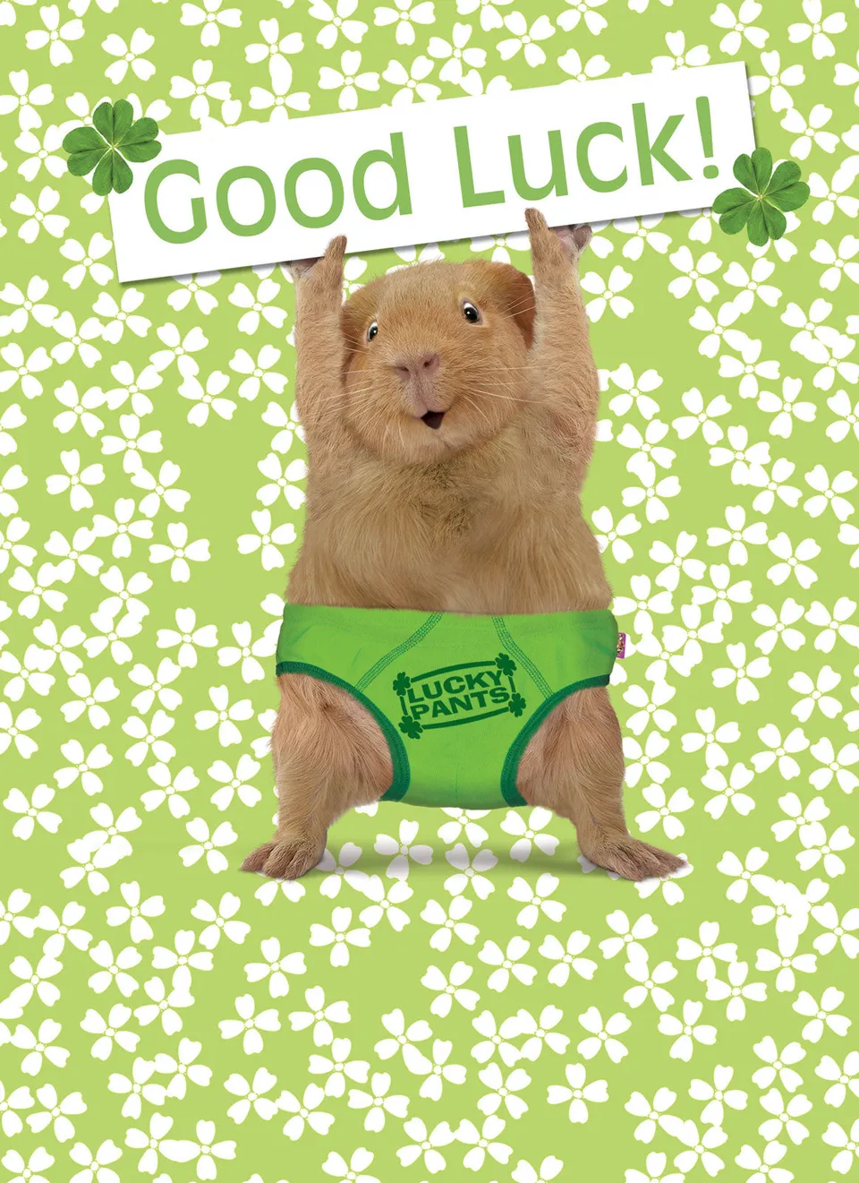 otter-house-lucky-pants-good-luck-karte-meerschweinchen-klee image 1