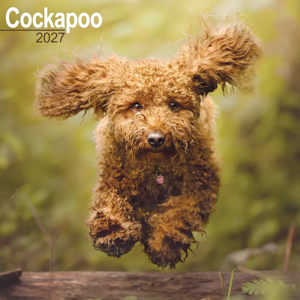 otter-house-cockapoo-wandkalender-2027-hunde image 1