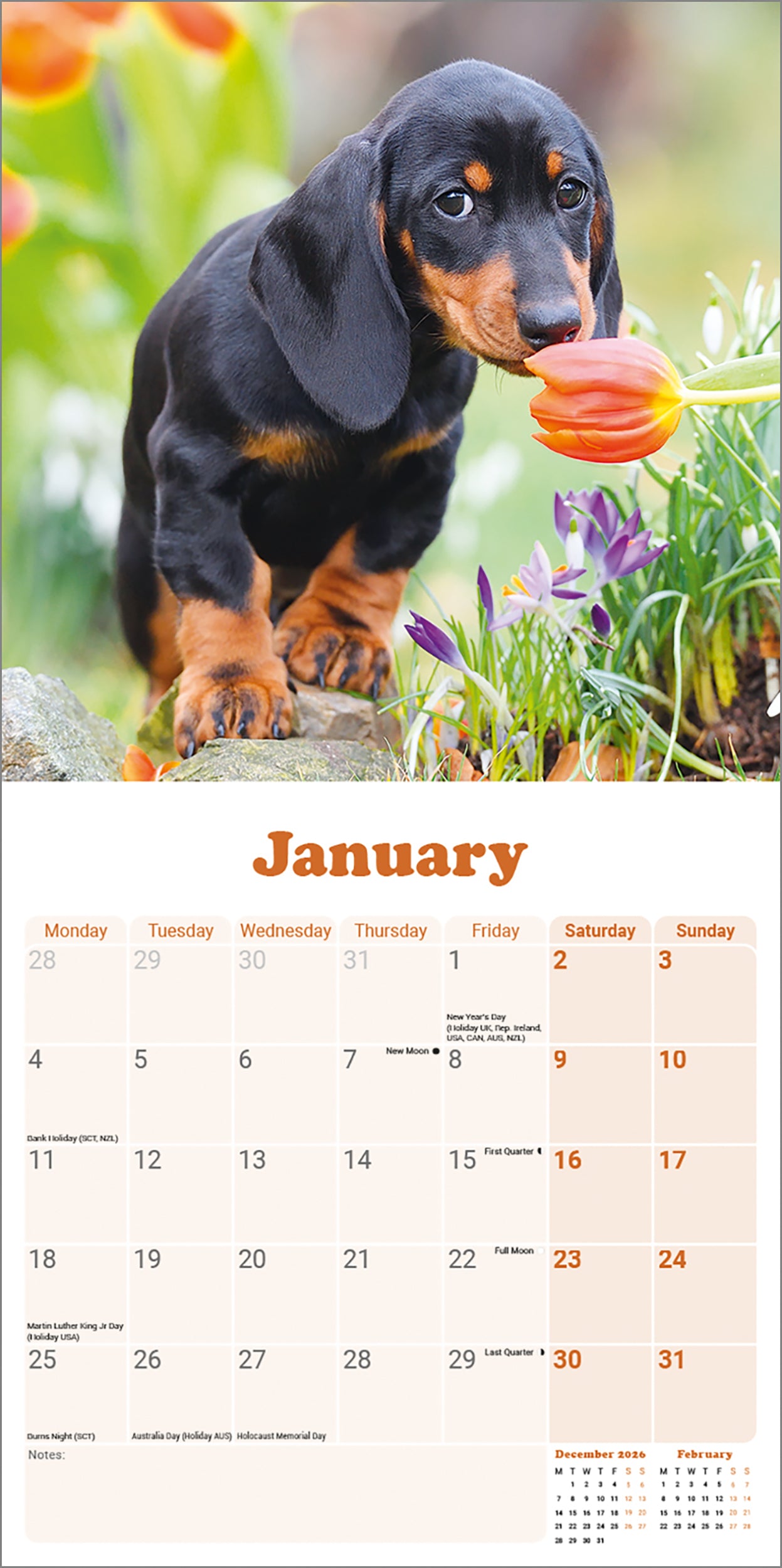 otter-house-dachshund-puppies-mini-wandkalender-2027-dackel image 3