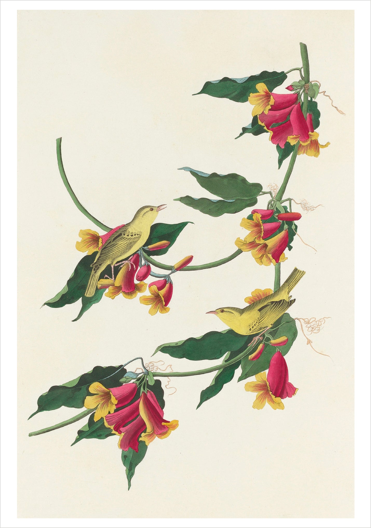 pomegranate-audubon-songbirds-klappkarten-set-v-gel-20-st image 4