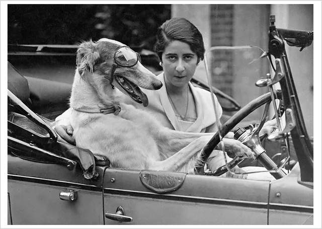 pomegranate-taking-the-wheel-postkarte-hund-humor-einzelkarte image 1