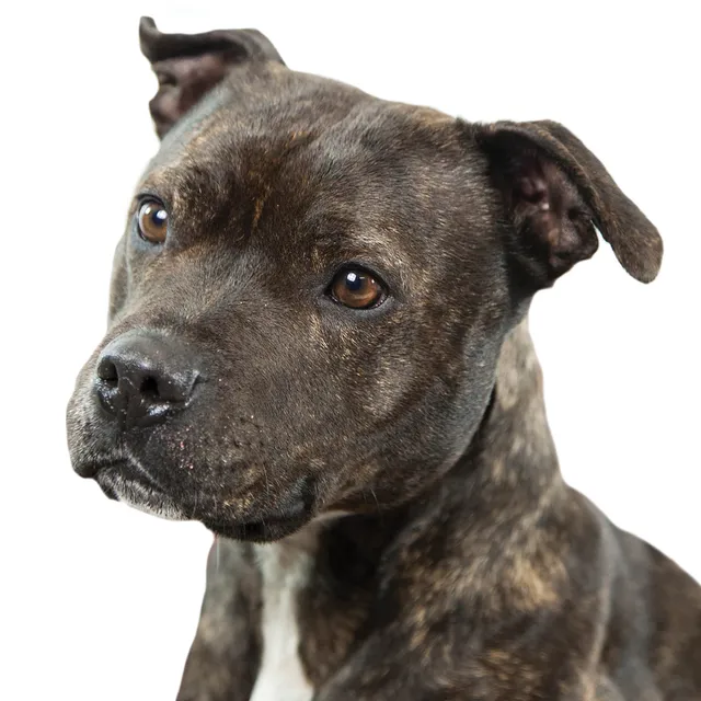 otter-house-alex-sharp-dogs-staffie-gru-karte-hund image 1
