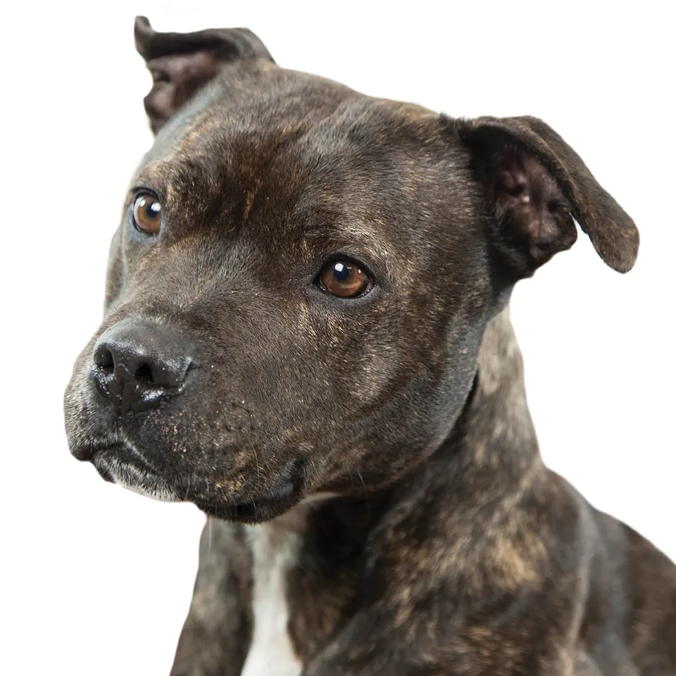 otter-house-alex-sharp-dogs-staffie-gru-karte-hund image 1