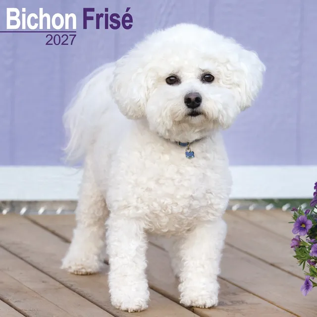 otter-house-bichon-frise-wandkalender-2027-hunde image 1