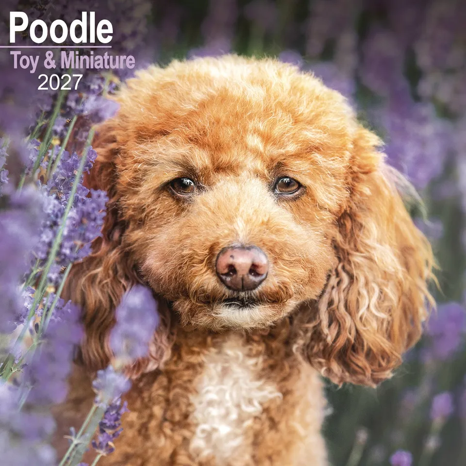 otter-house-poodles-wandkalender-2027-pudel image 1