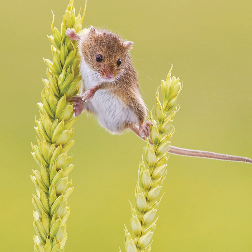 otter-house-countryside-balancing-mouse-grusskarte-tiermotiv image 1