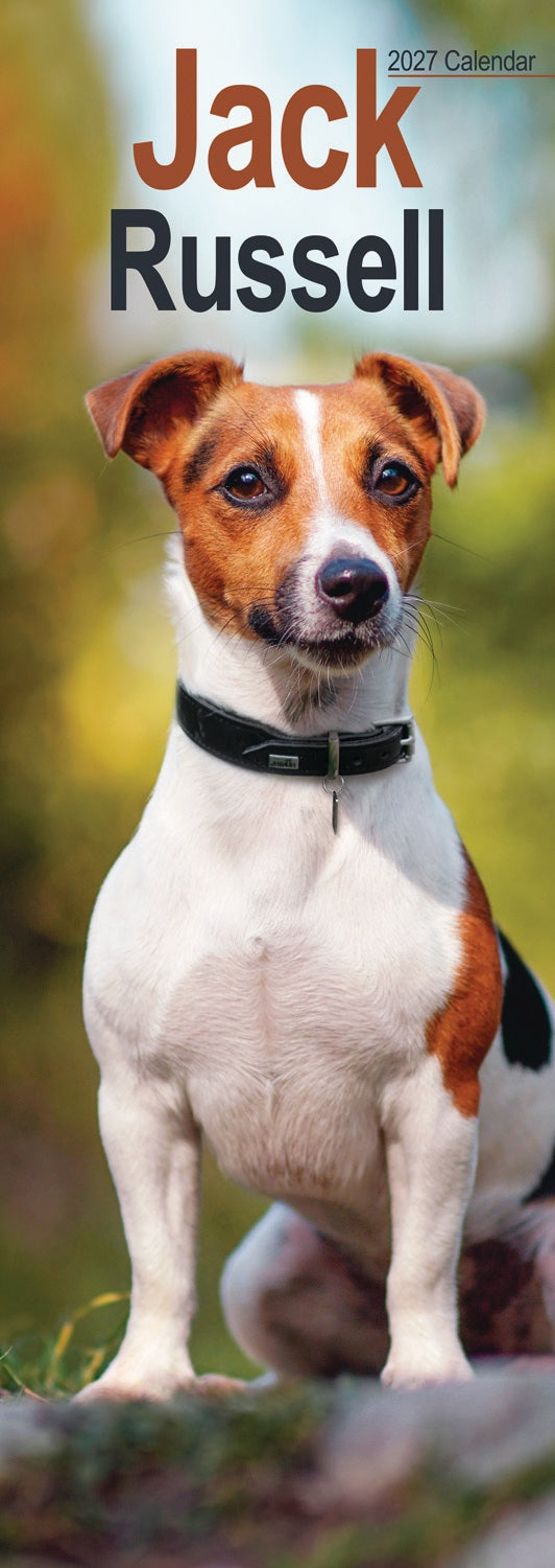 otter-house-jack-russell-slim-calendar-2027-wandkalender-hunde image 1