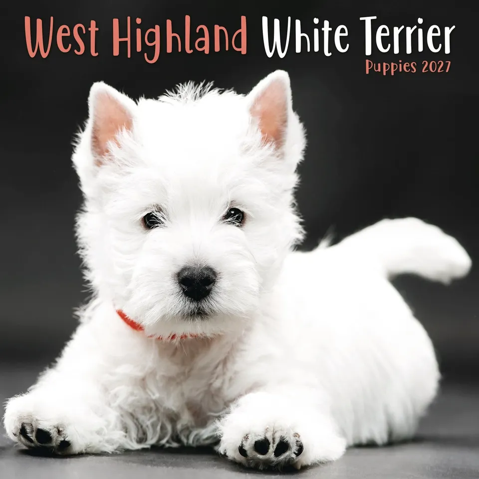 otter-house-west-highland-terrier-mini-kalender-2027-welpen image 1